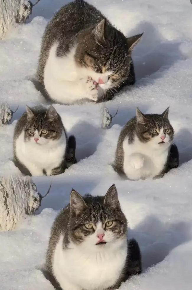 网红猫悟空死亡背后的真相揭秘