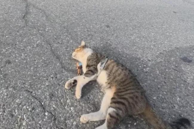 网红猫悟空死亡背后的真相揭秘