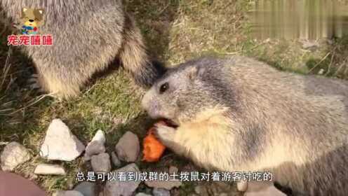 堵车背后的原因，土拨鼠打架事件大揭秘