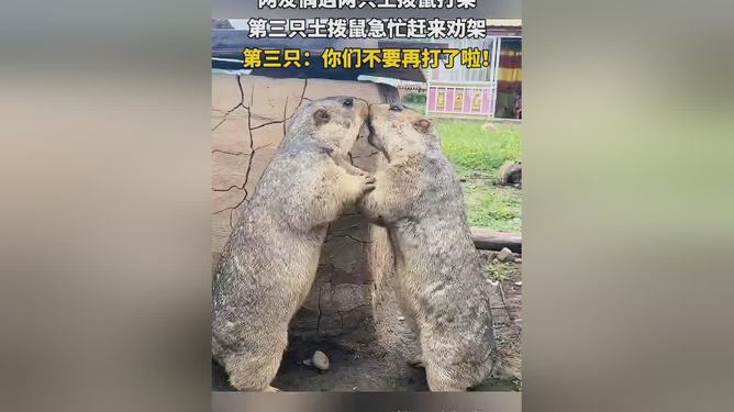 网友自驾游偶遇土拨鼠打架，一场意外的自然观察之旅