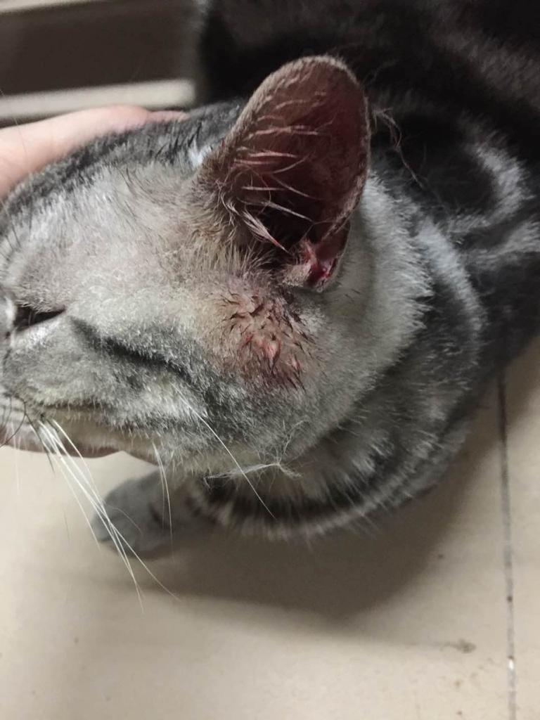 耳中取出活体猫螨虫会传染吗？全面解读与防治建议