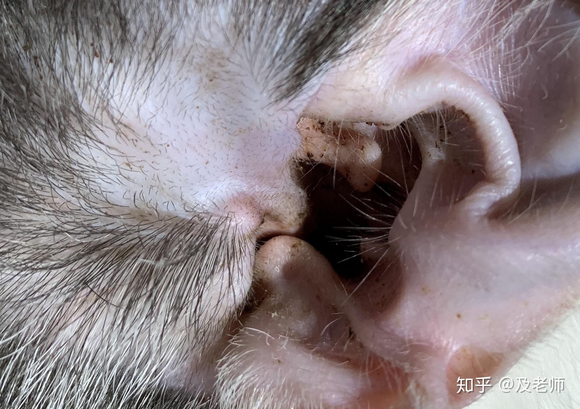 耳螨从猫耳朵掏出来是死的还是活的？一篇文章带你了解真相