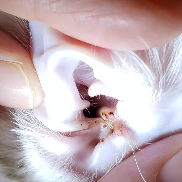 耳螨从猫耳朵掏出来是死的还是活的？一篇文章带你了解真相