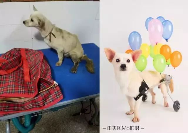 超市老板假借爱心领养烹食流浪狗，一场爱心与利益的博弈