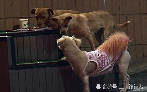 超市老板假借爱心领养烹食流浪狗，一场爱心与利益的博弈