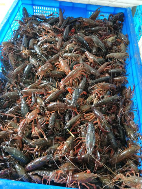 小龙虾价格腰斩，业内预测继续下滑，市场趋势解析