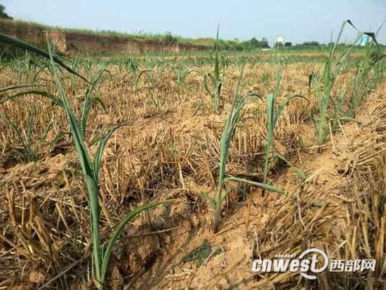 陕西省干旱情况解析