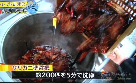 女子吃生腌小龙虾，吸虾头惊呆网友——美食界的独特风采