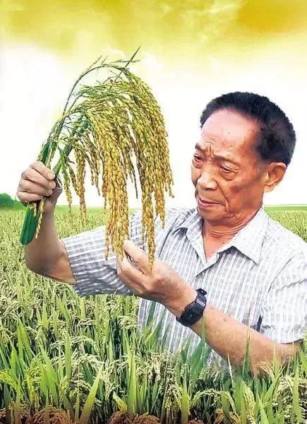 袁隆平与夫人的故事，一生一世的承诺与稻田的浪漫