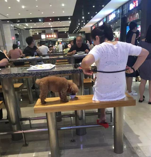 人狗分餐共享火锅店，跨越物种的温馨交流