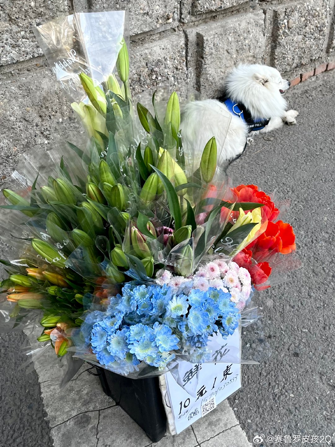 卖小狗花束月入三万，一个独特的创业故事