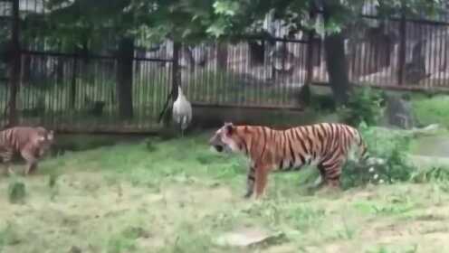 鹤误入虎区，与七只猛虎的对峙传奇