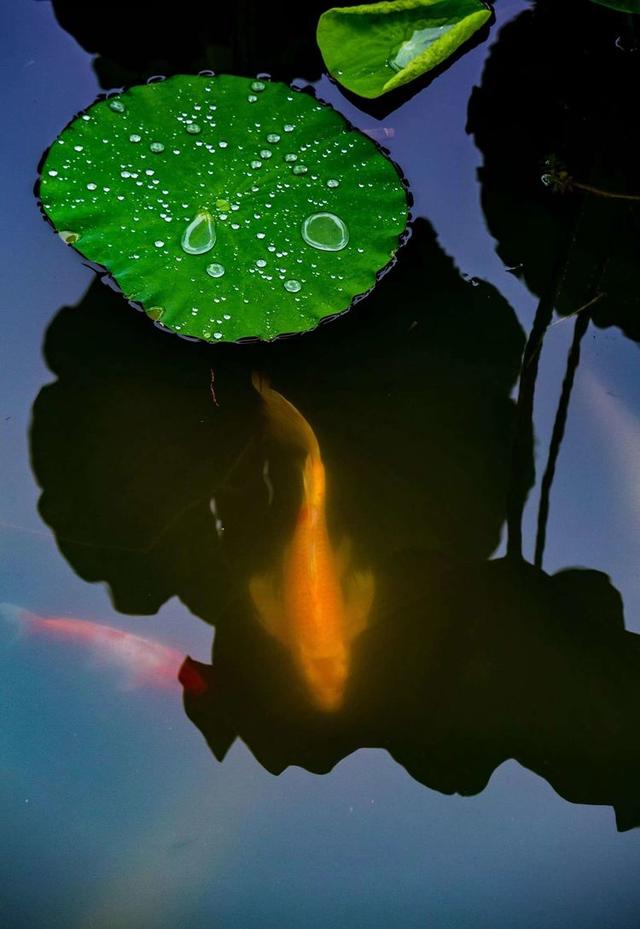网友拍到鱼游荷上露，自然之美与科技的交融