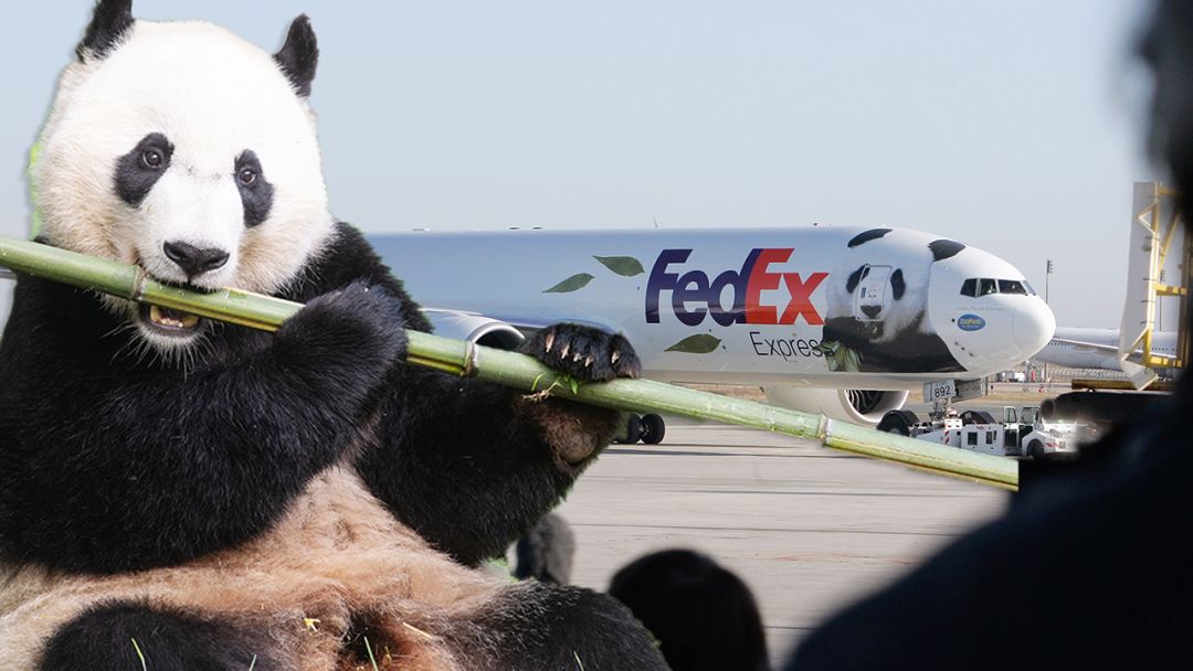 接旅美大熊猫回国，一段跨越时空的深情之旅