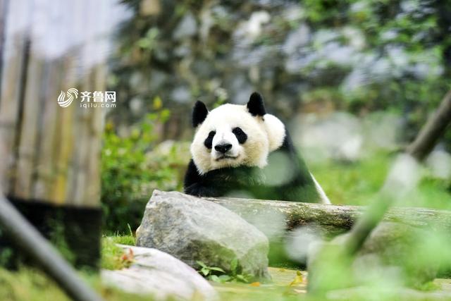 大熊猫返回中国的壮丽之旅