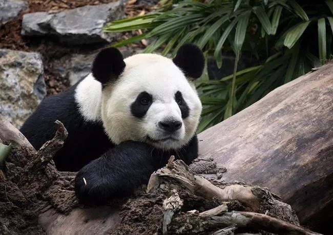大熊猫返回中国的壮丽之旅