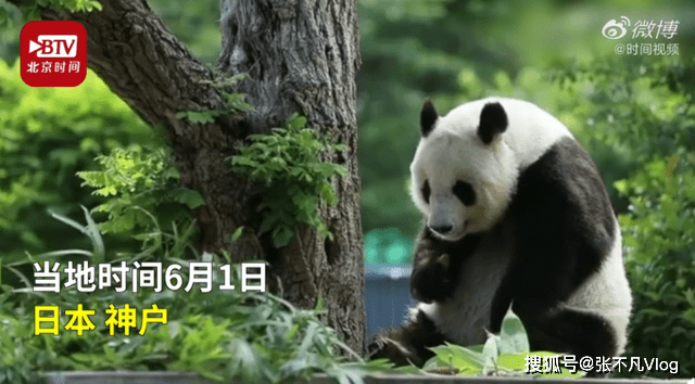 旅日二十年熊猫归国纪实，离别前的温情与期待