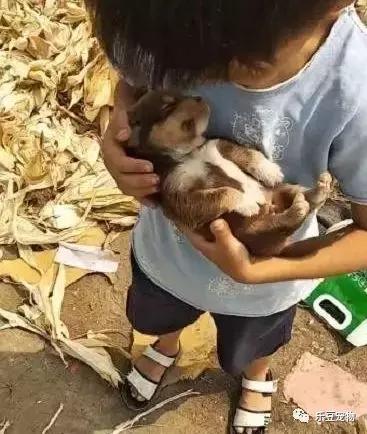 男孩捡到一只流浪狗，这部电影让人感动不已