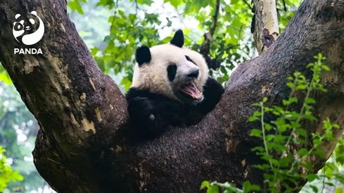 大熊猫资讯，深度解读国宝的魅力与影响力