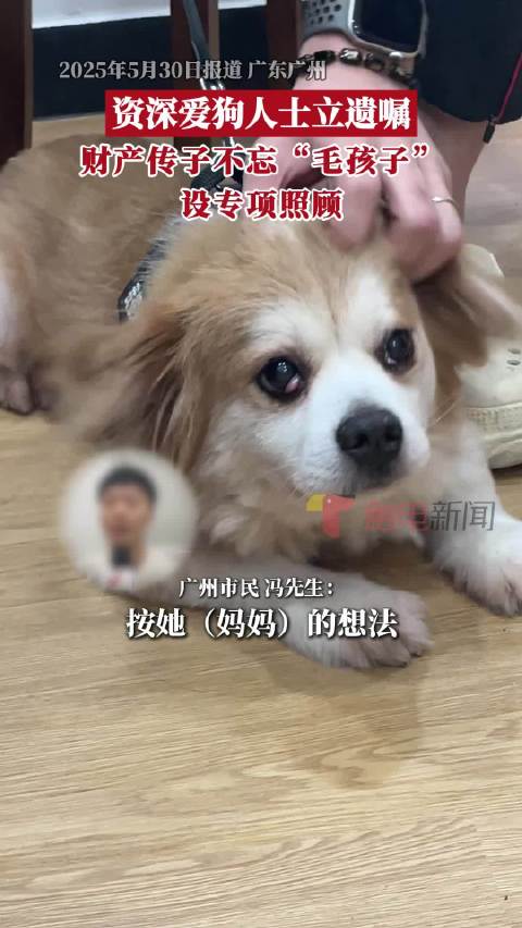 女子为四犬立遗嘱，人间温情与超越物种的爱