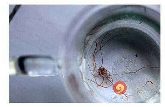自来水中含有寄生虫吗？全面解析与解读