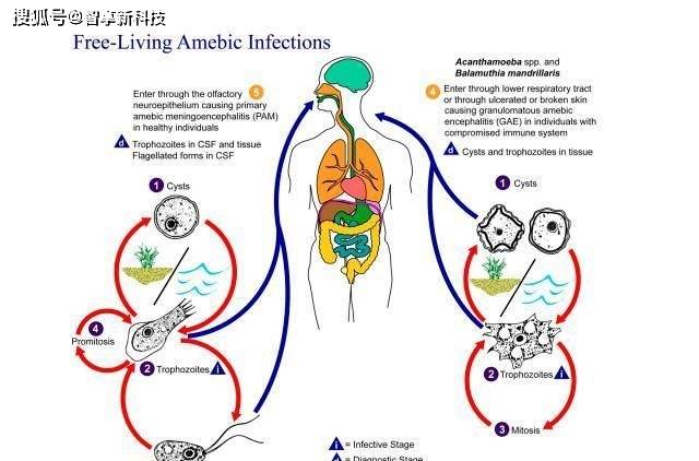 自来水中含有寄生虫吗？全面解析与解读