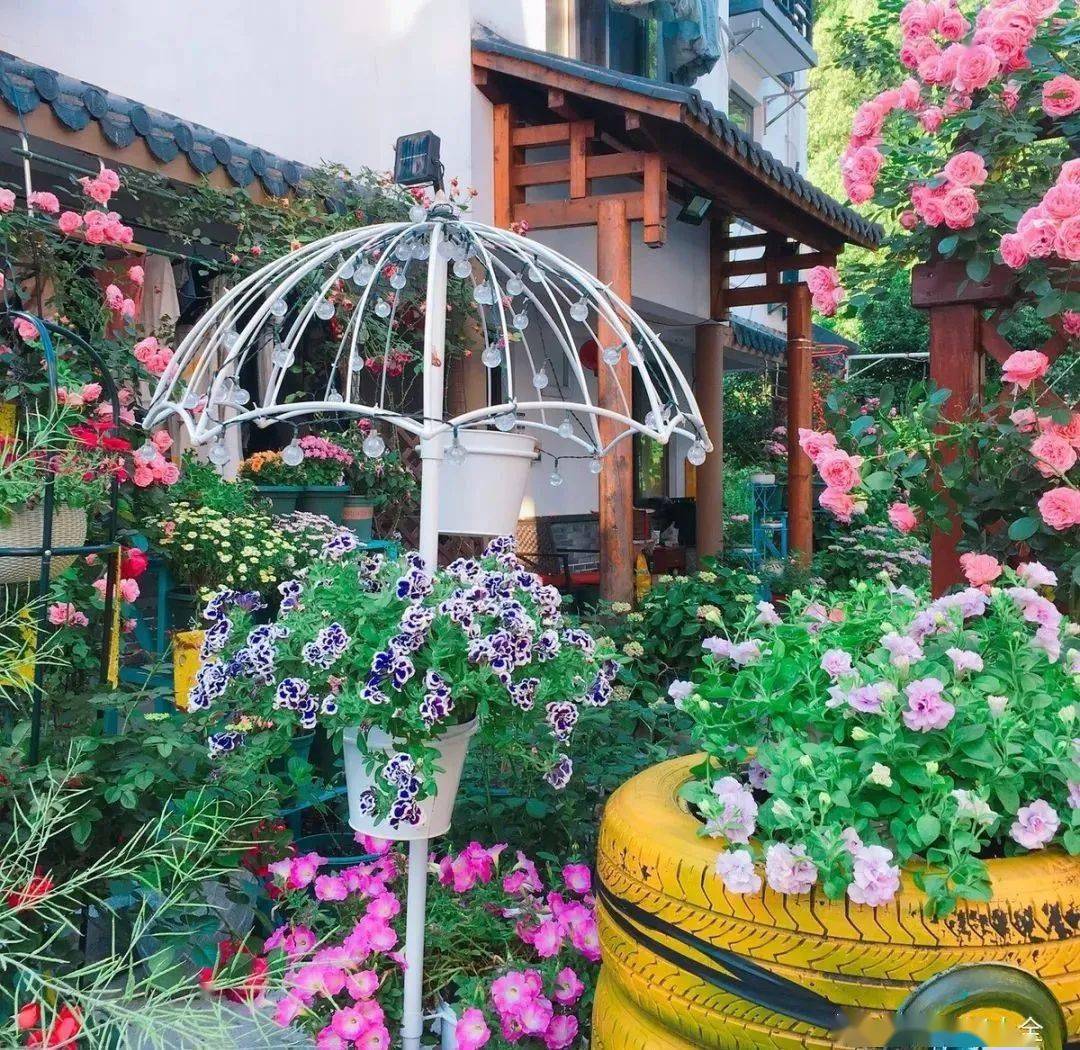 探究宠物酵母，为何成为新一代宠儿？——面向00后的视角分析