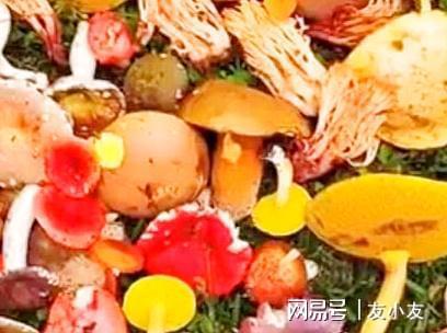 一家六口误食毒蘑菇，紧急救治牵动人心