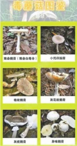 一家六口误食毒蘑菇，紧急救治牵动人心