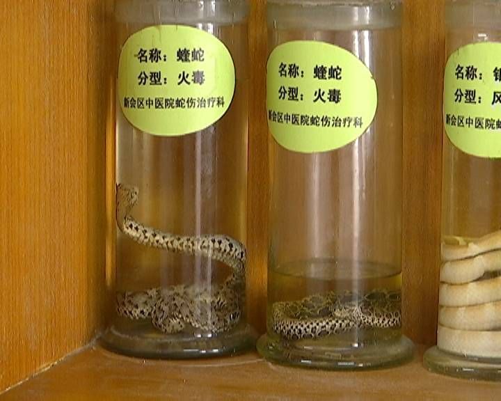 蛇伤科普博主涨粉攻略