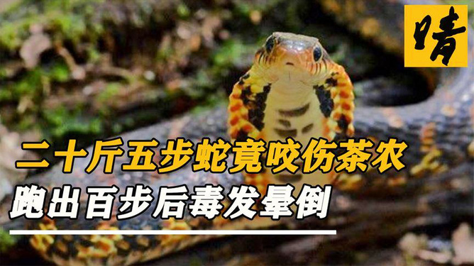 被五步蛇咬了走五步会死吗？揭秘蛇毒真相与应对之道