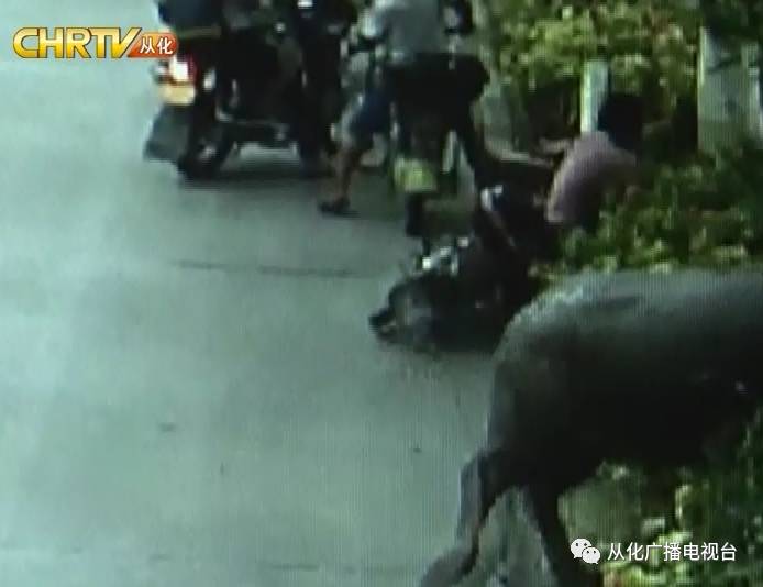 疯牛撞人被击毙，事件深度解析