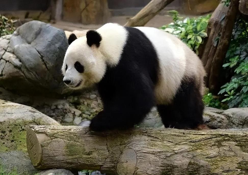 日本再度抛出橄榄枝，意欲租借熊猫——中日友好再添新篇章